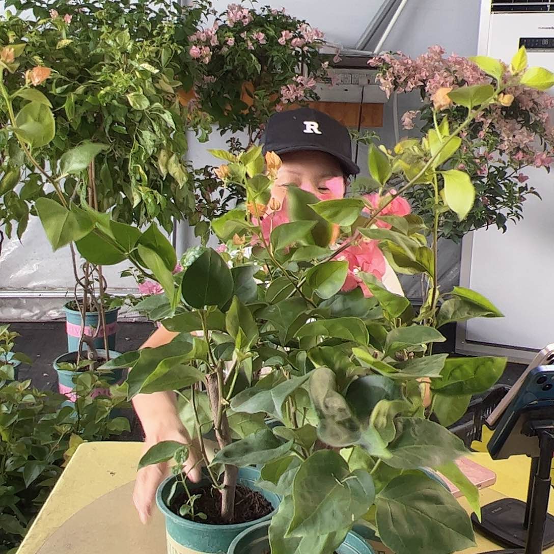 掌中宝三角梅随机一颗