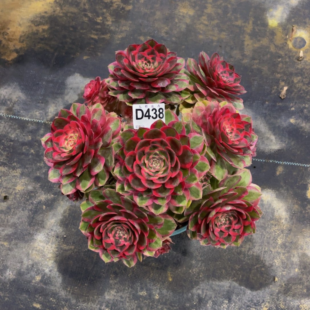 43800云河福利可以拍