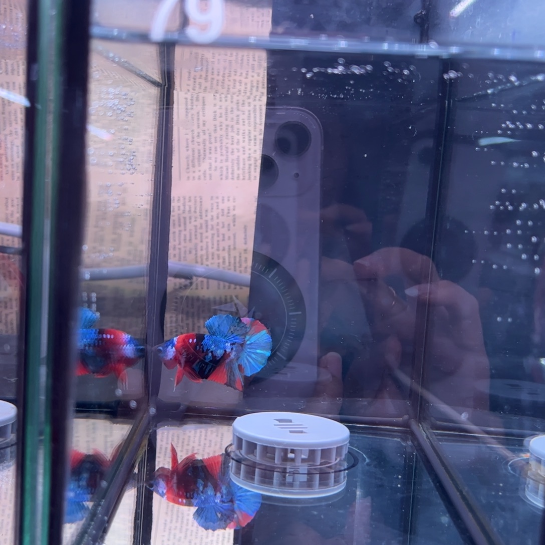 斗鱼泰国斗鱼79号