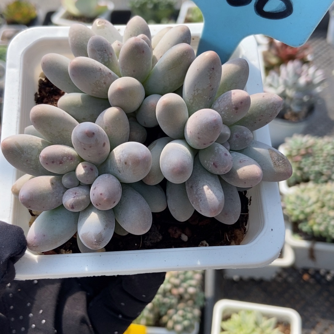 500汤圆多肉植物多肉