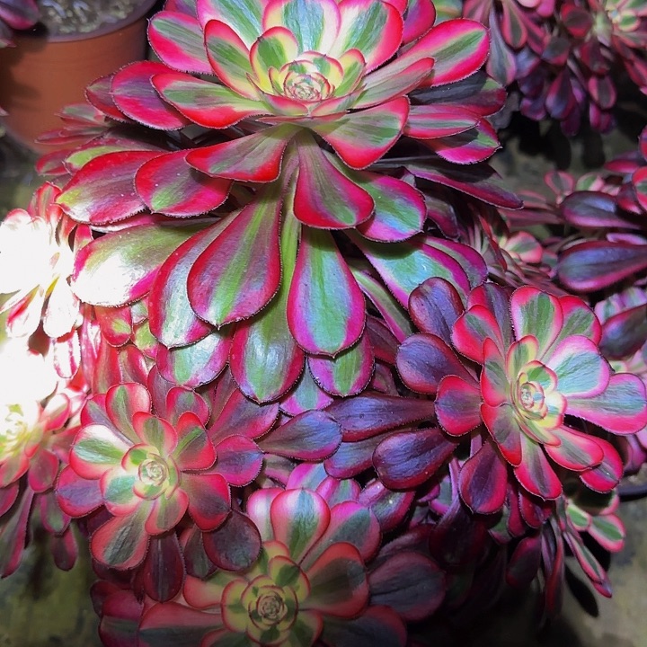 知*精品香奈儿捧花特价福利26