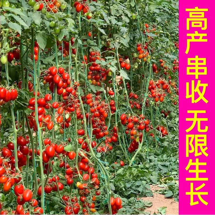 圣女果樱桃小番茄秧苗种植小番茄圣女果番茄苗正宗菜苗水果蔬菜