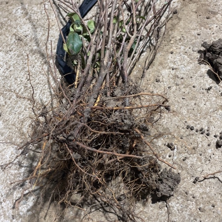 10颗    小牙签海棠花