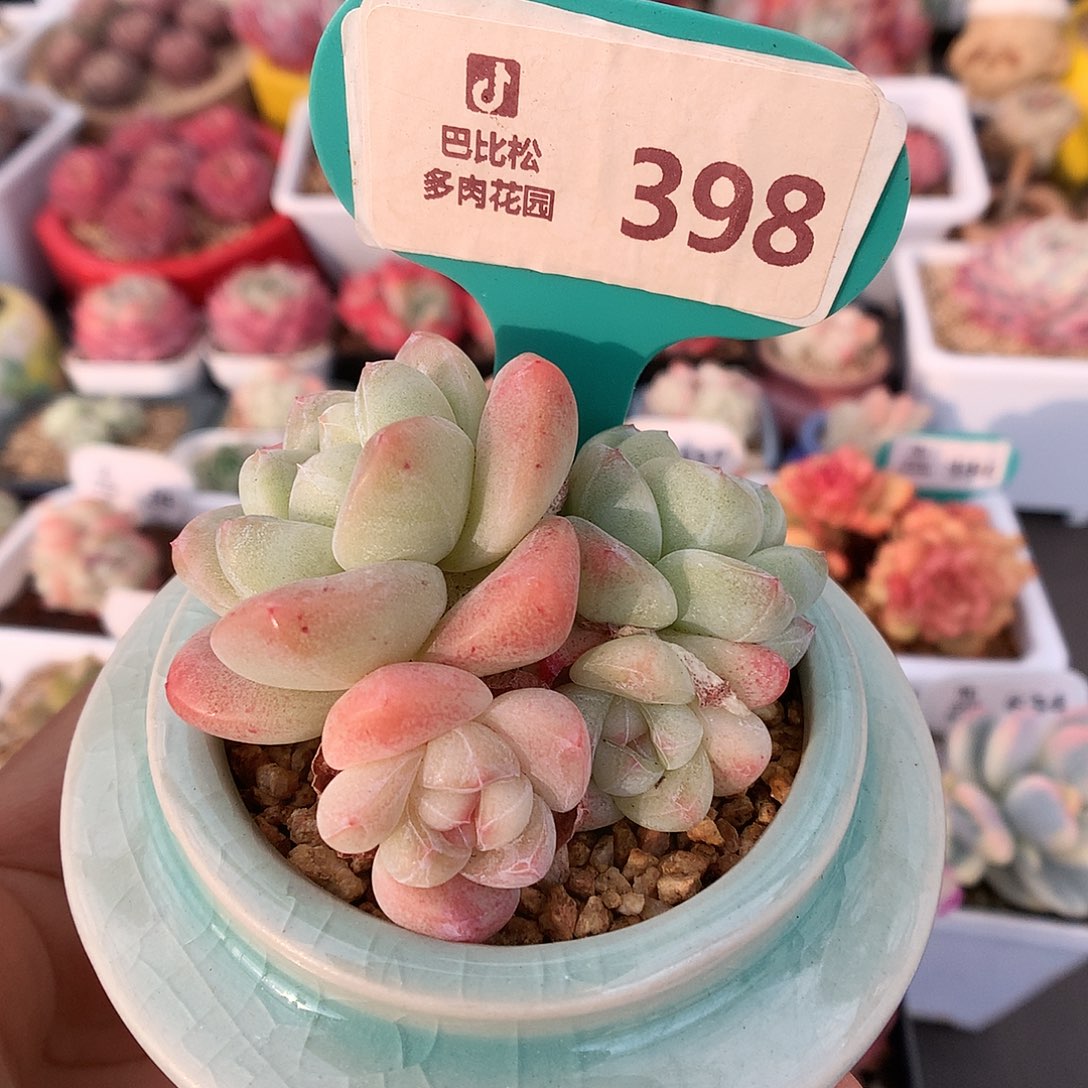 398小脸冰玉多肉植物