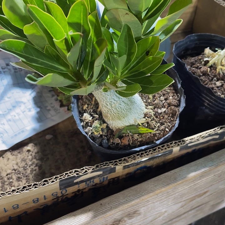大沙漠玫瑰12.8带盆