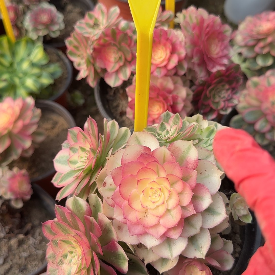 4305---倾城之恋多头