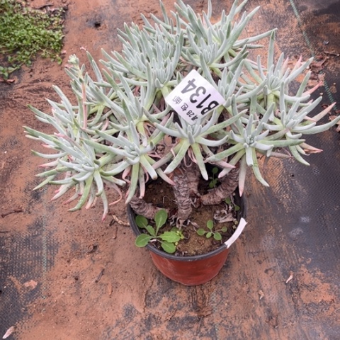 134爱度莉丝不包断枝