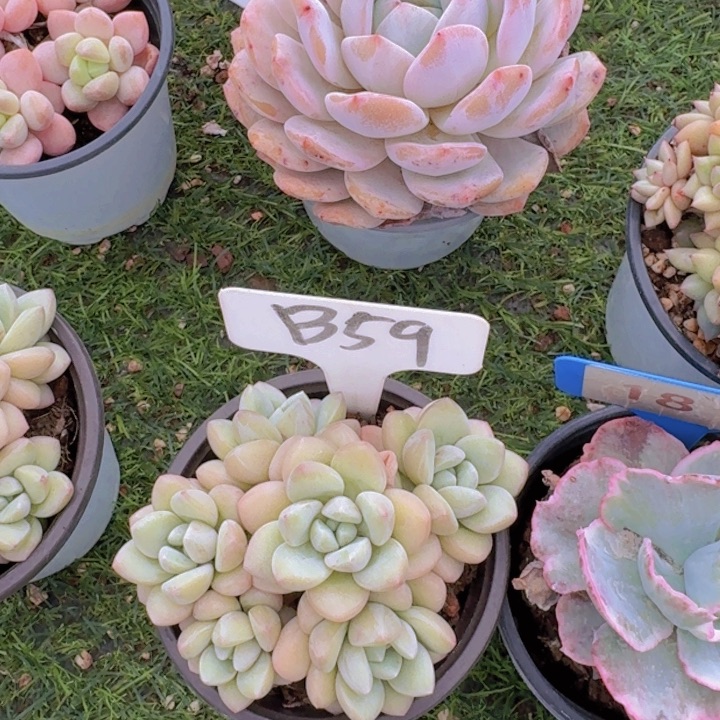 健健康康平平安安