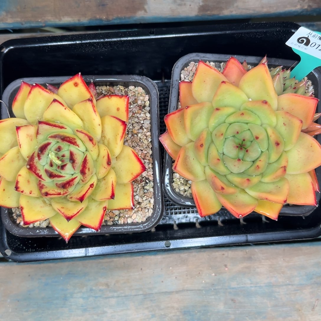 多肉编号0123-361