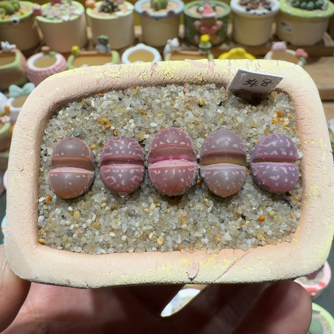 蘑菇1120粉橄榄多肉植物