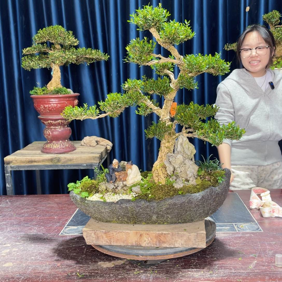 四季常青老桩黄杨盆景