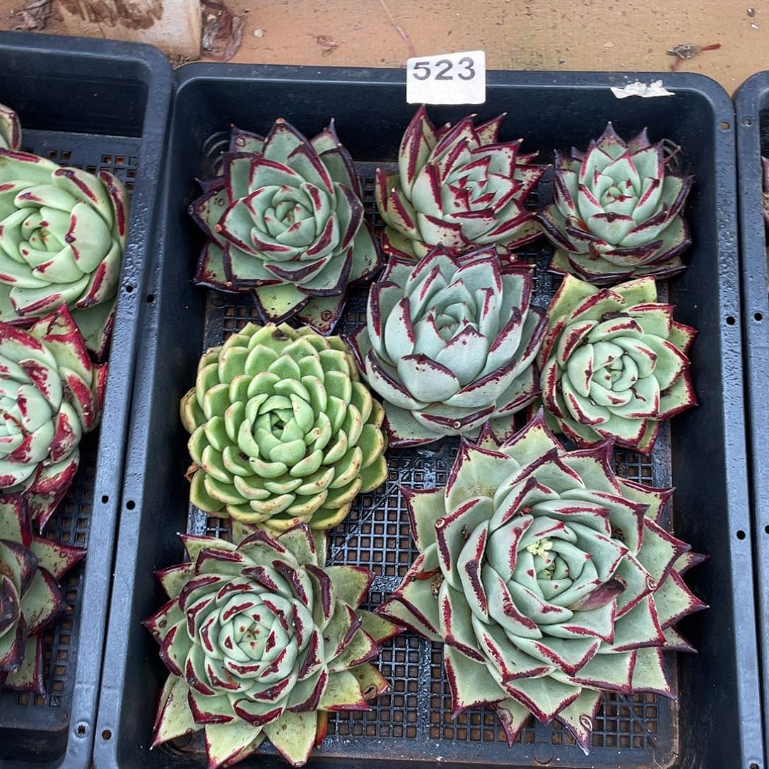 若如东云组拍523（冷链）