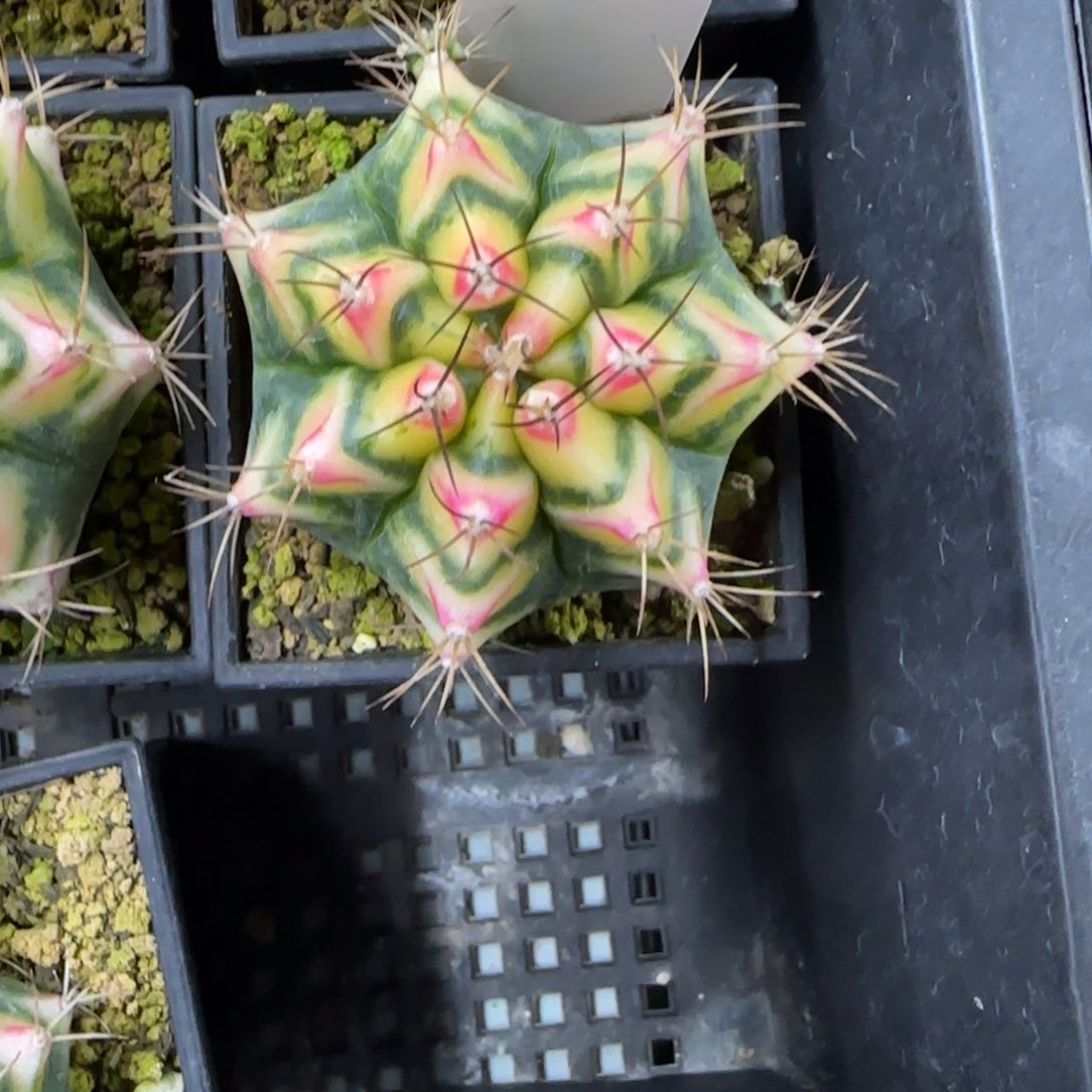 140-0213脱土发多肉花田