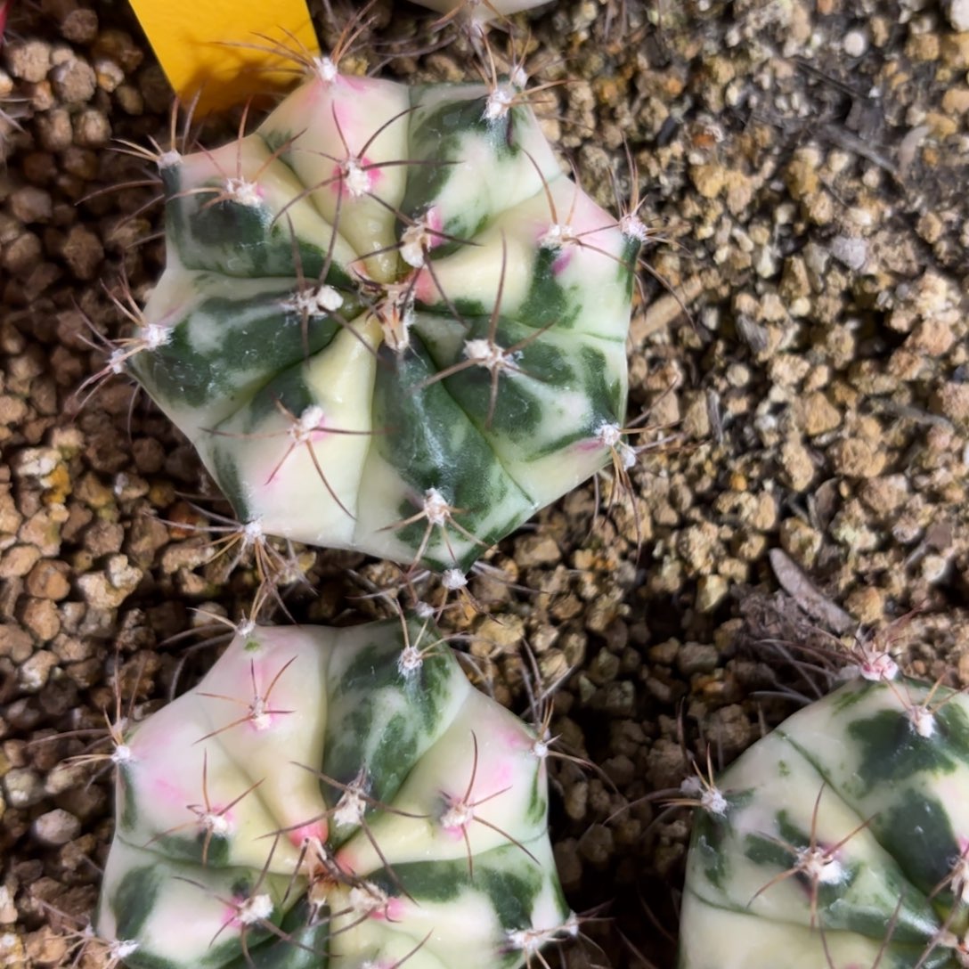 6-0101泰国发货开播福利