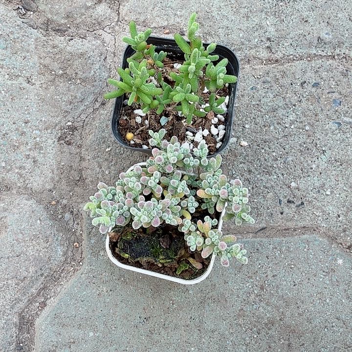 冰晶加糖球多肉植物