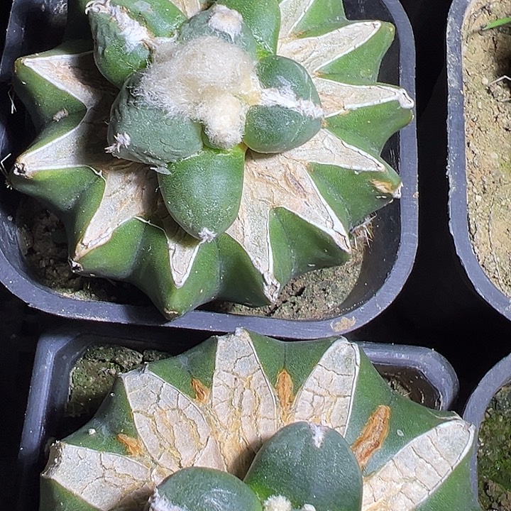 蛋怒牡丹仙人球球