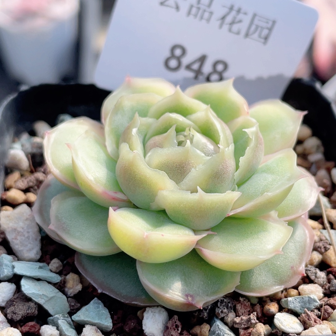 848号糖心冰心珍妮 水晶虾饺