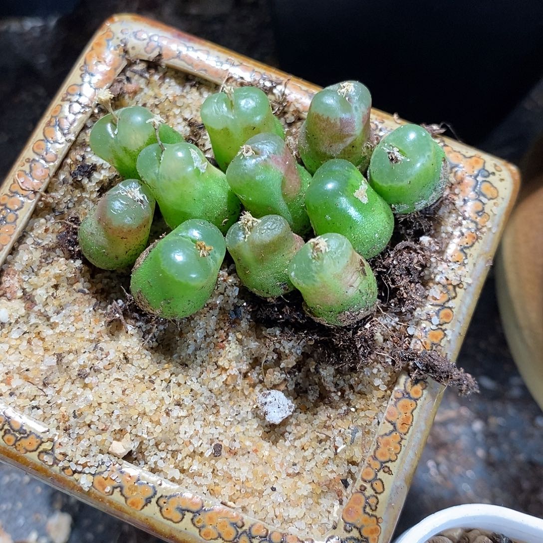 一颗雪茄。        