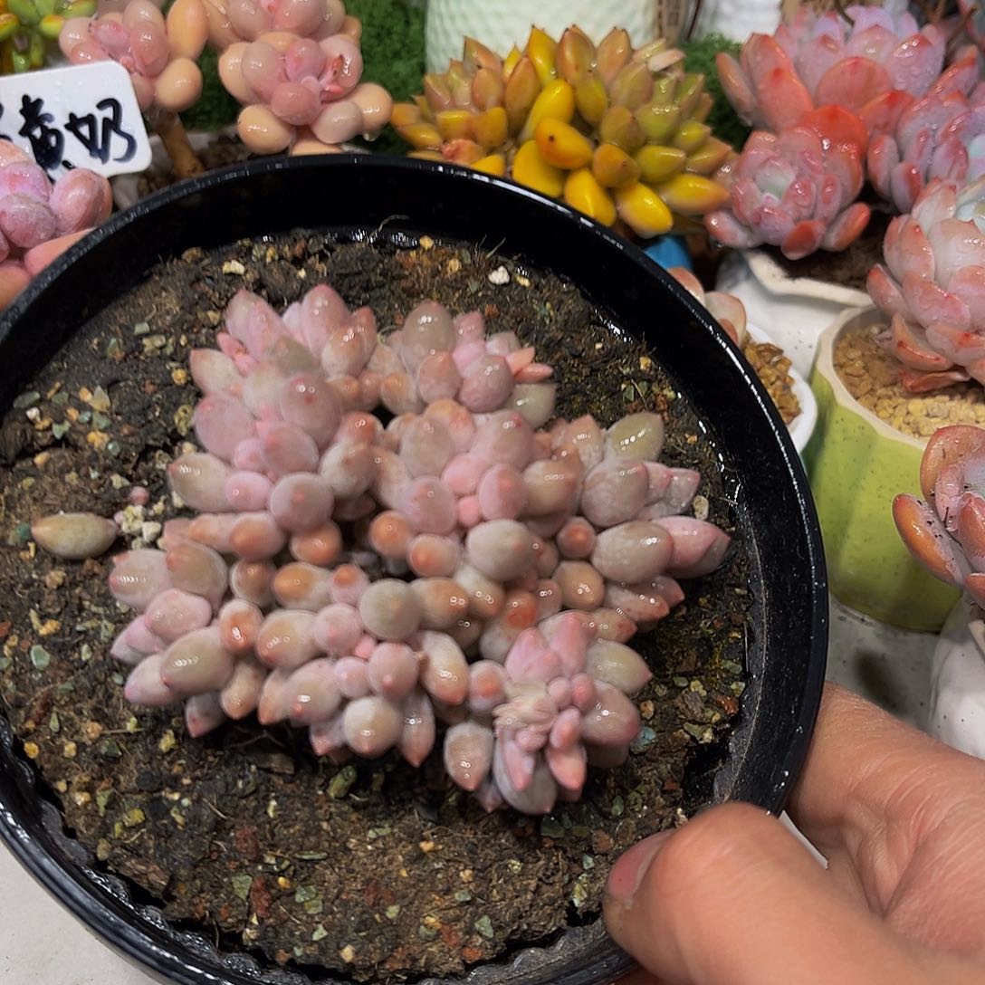 婴儿手指多肉11.8包邮