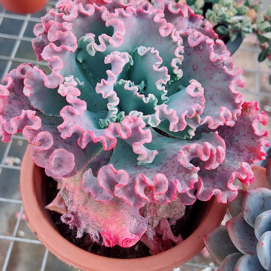 女王花笠大单头精品特价