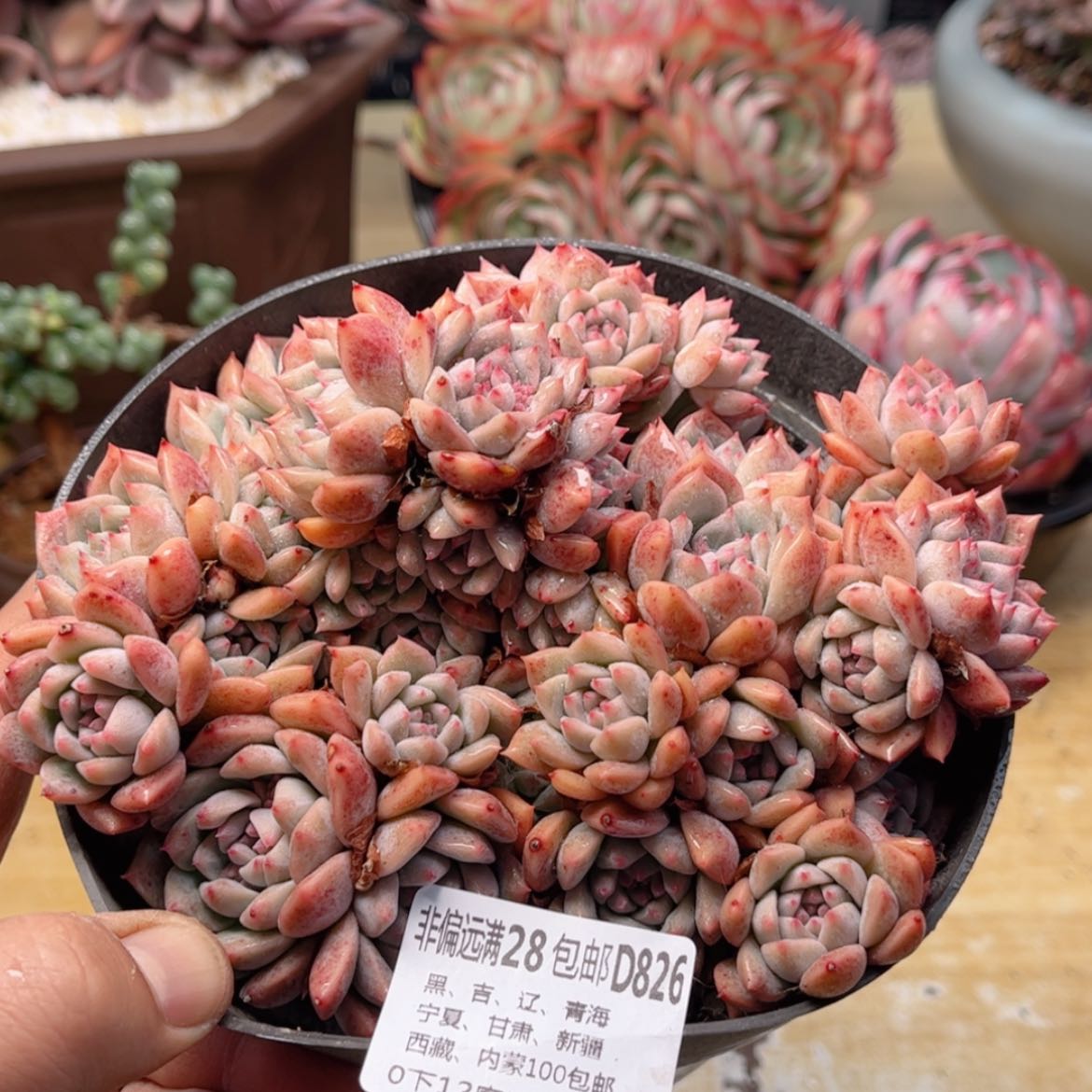 【闪购商品】826霜花