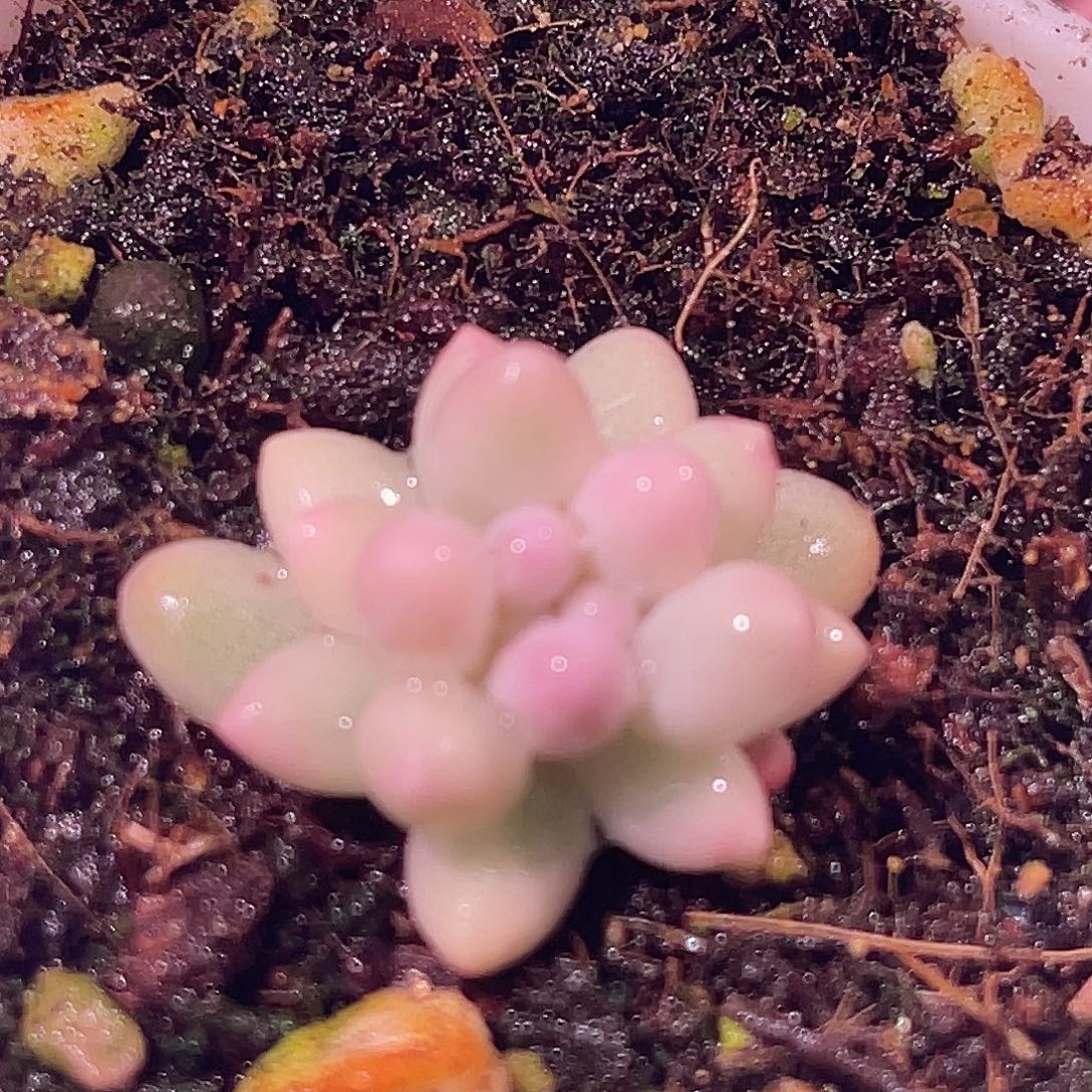 尚品园艺福利锦头盖8370