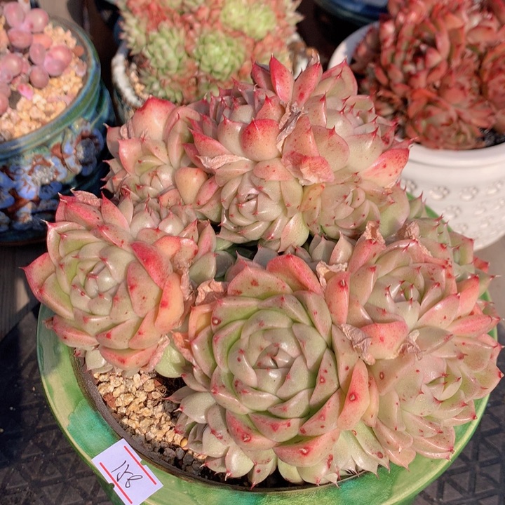 一物一拍脱土洛根发货158