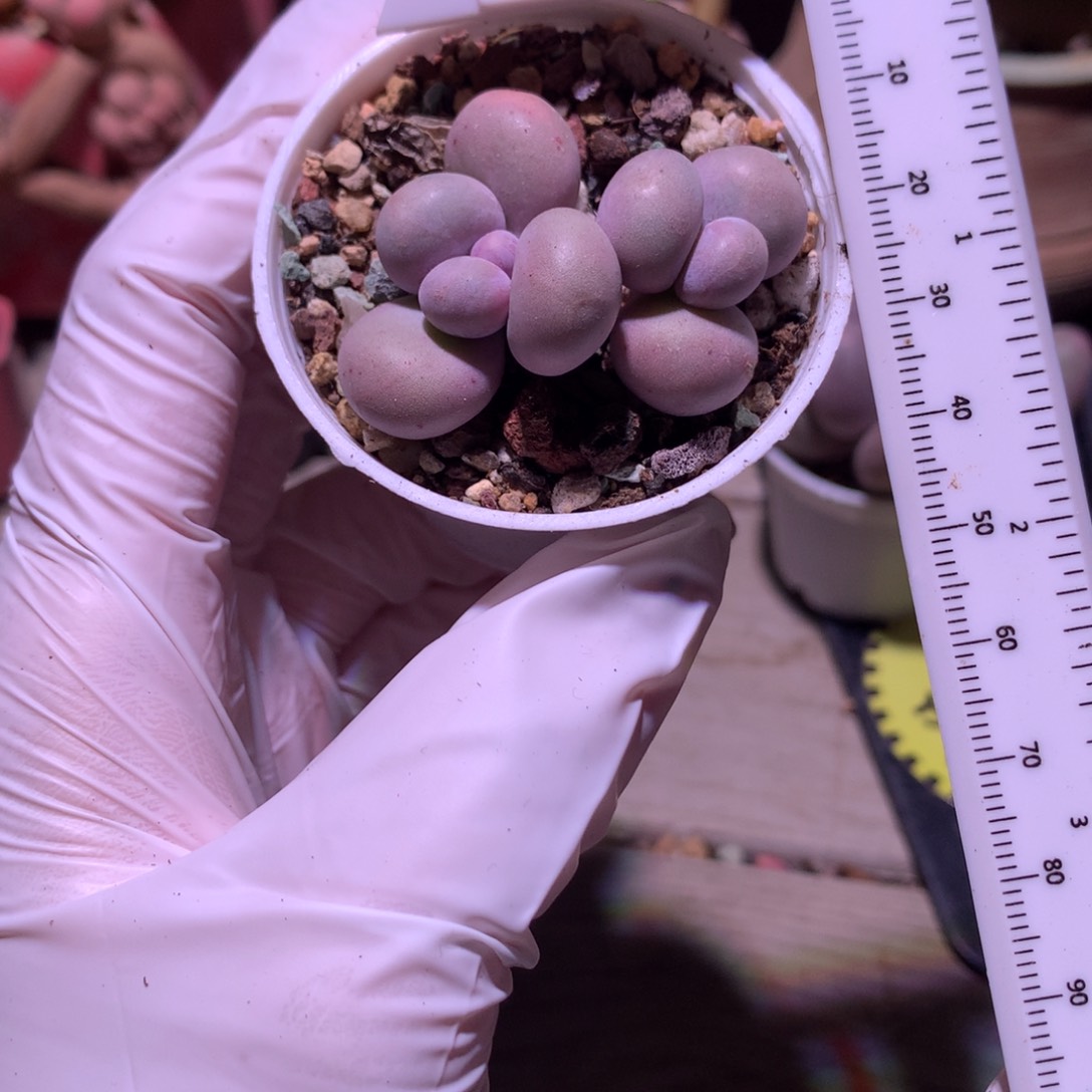 水光针奶酪多肉水光针