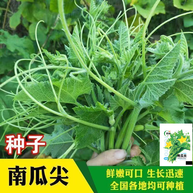 【南瓜尖种子】蔬菜种子四季种植家庭田园种植