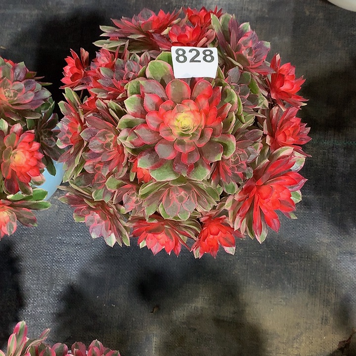 月***媚法师黑魔锦8280000