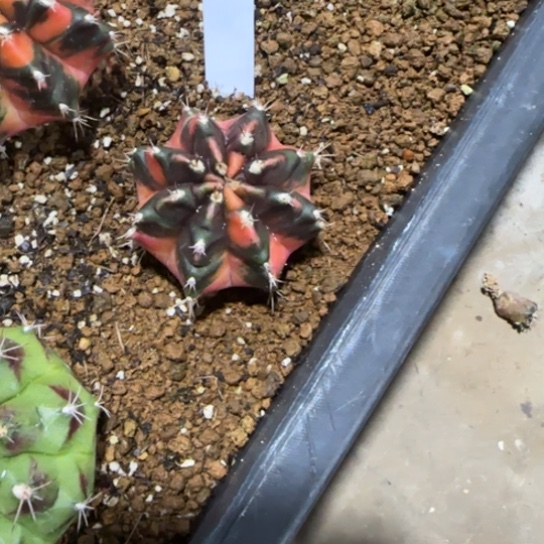 257-0122荣耀泰国发货多肉