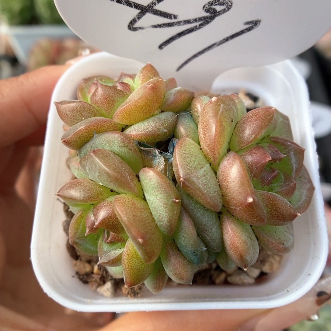 绿葡萄群生可拍491号。