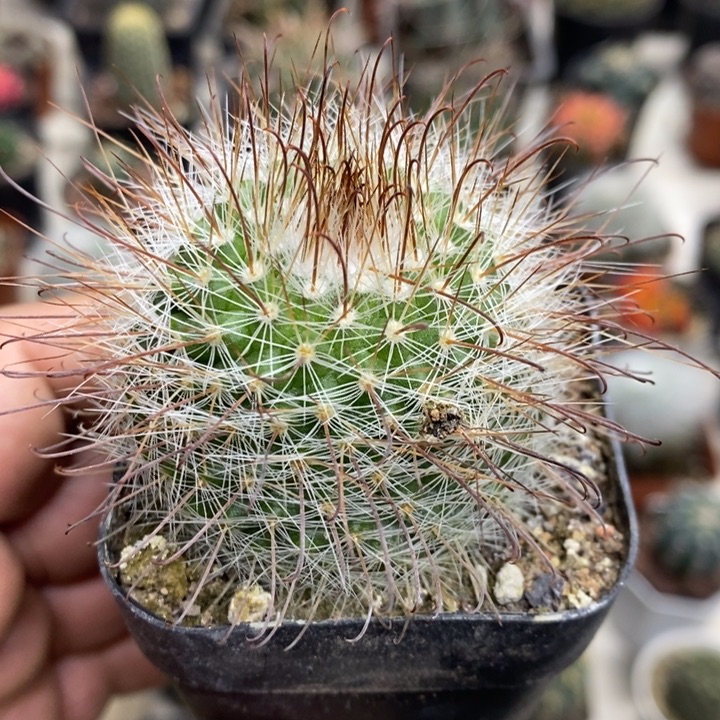 实生非秀玉特价福利