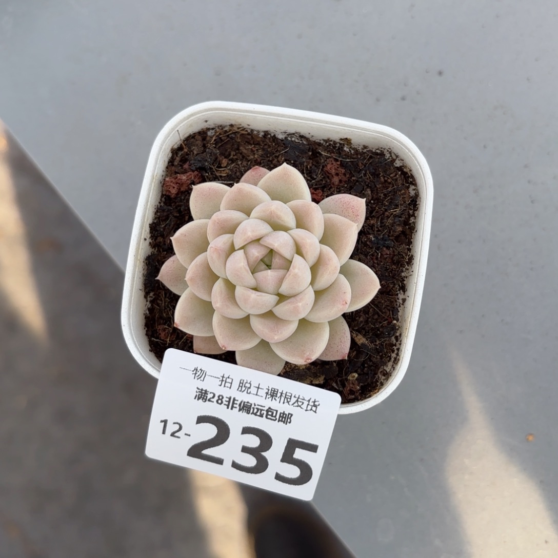 奶油美人小单头多肉