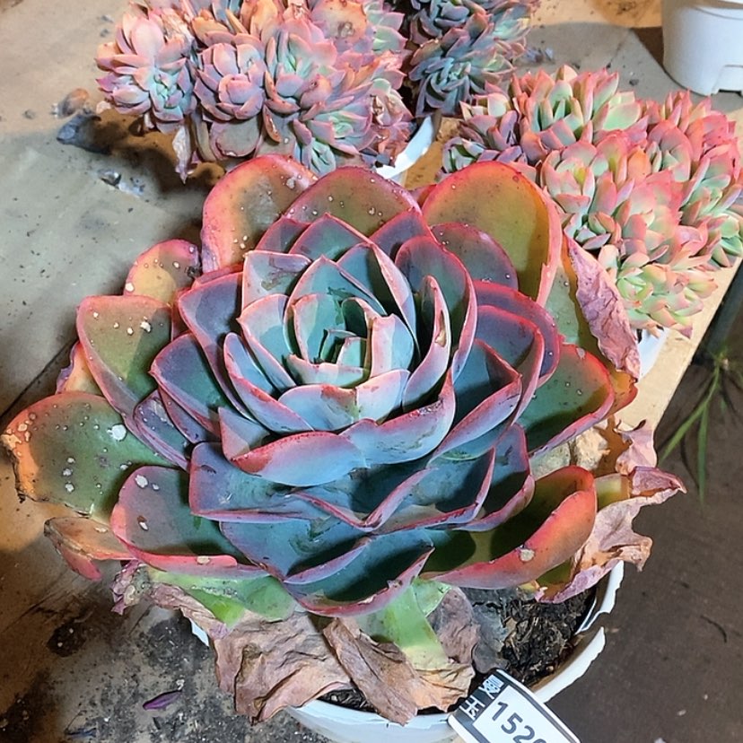 【闪购商品】冰与火15203