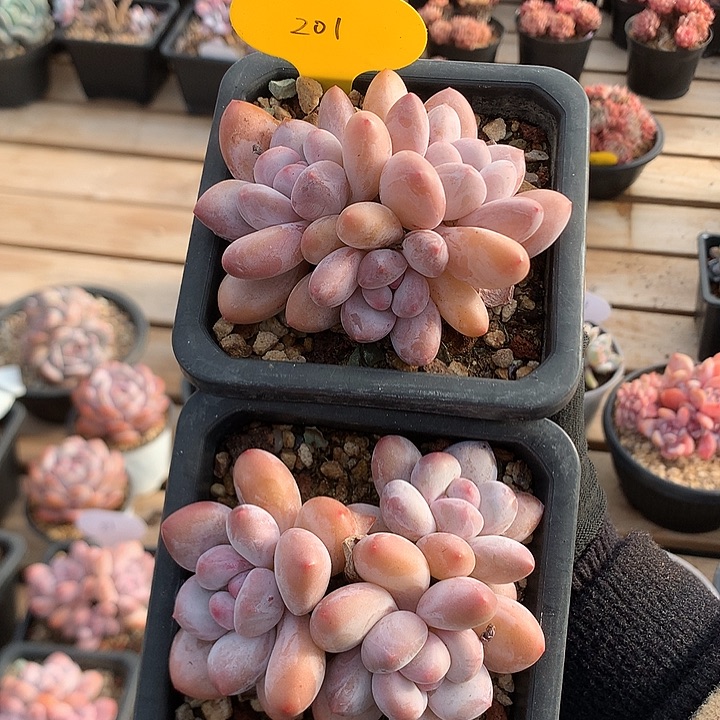 三头精控香水 两颗 201