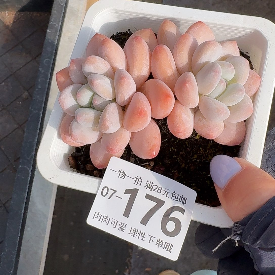 香水无盆土发货无