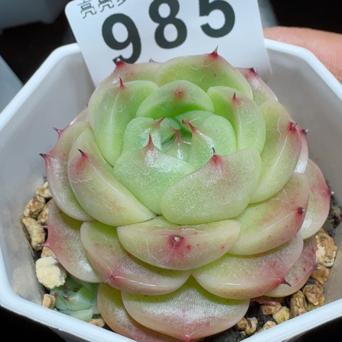 麦秆         精品多肉