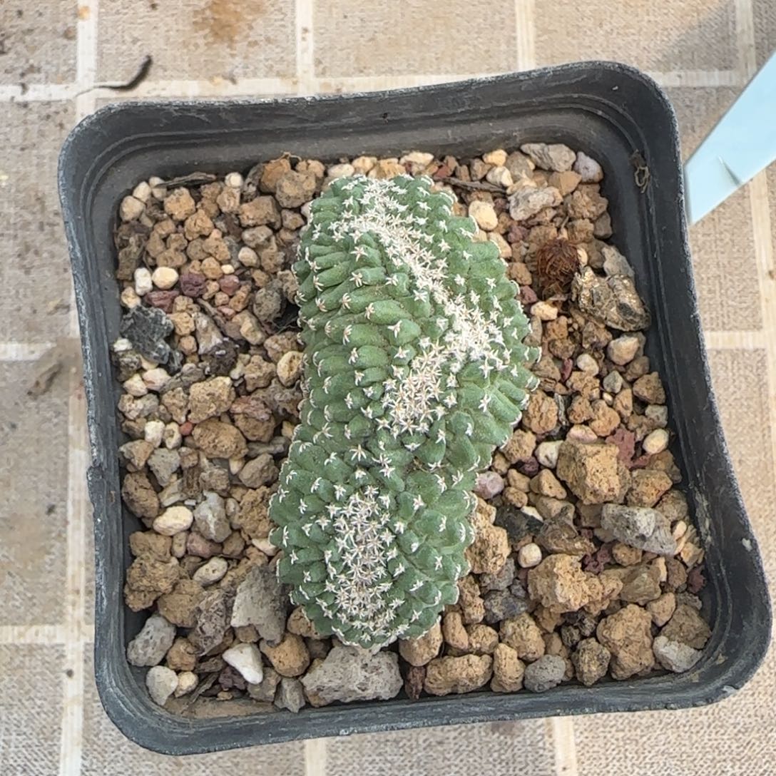 048实生菊水缀化多肉