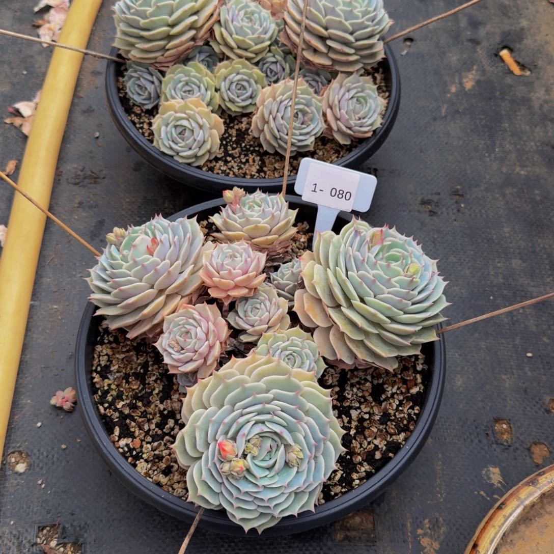 ****.1/080露娜莲不包损