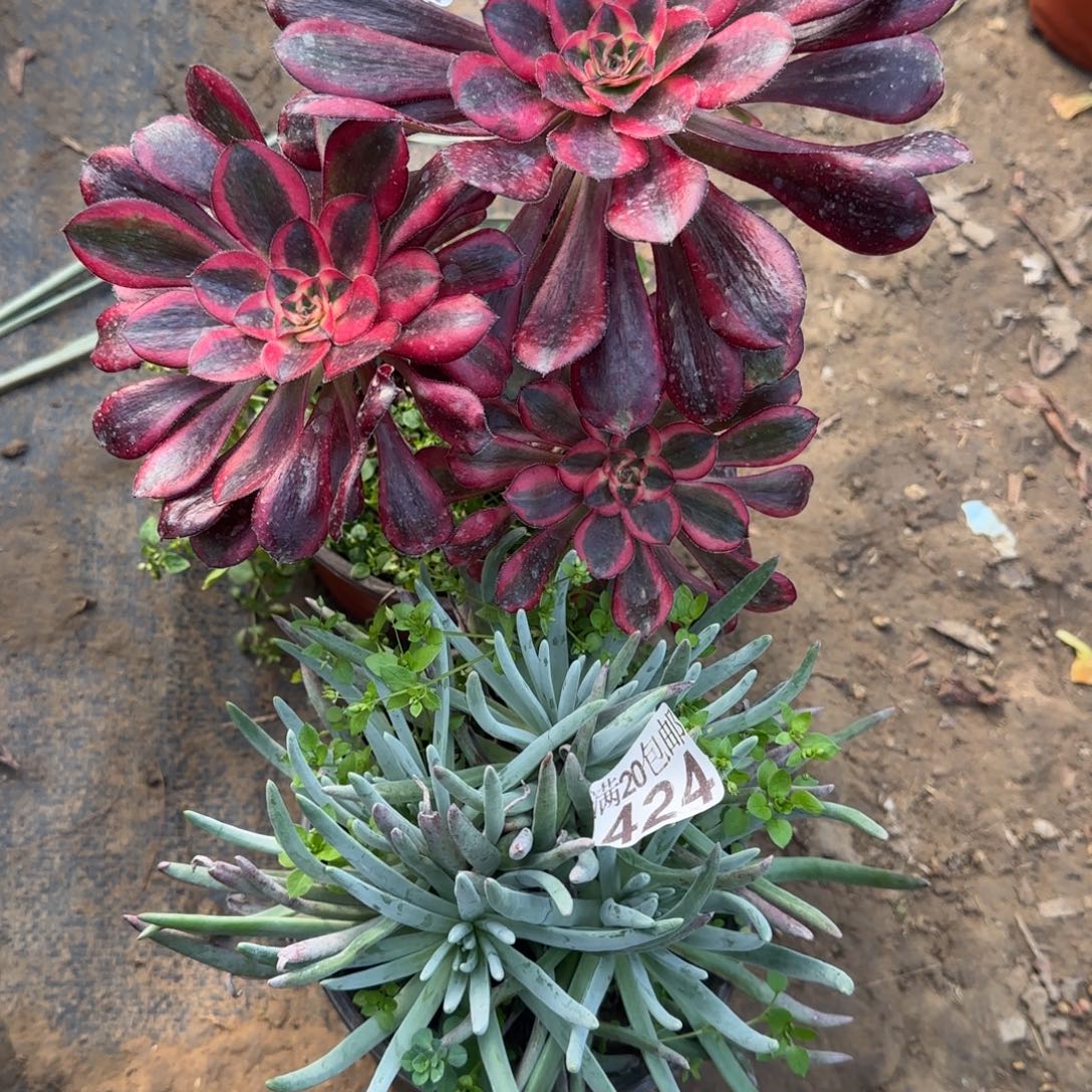 多肉293+424满20包邮断枝不包