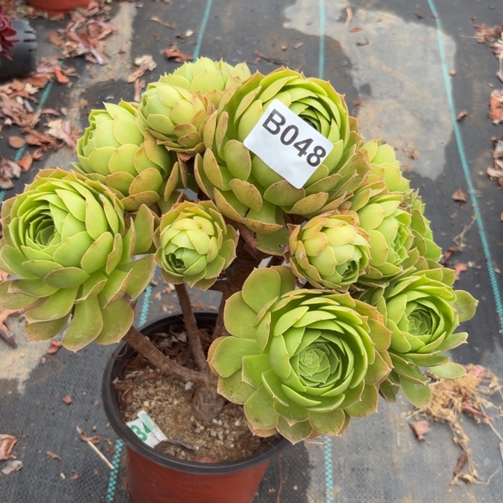 圣罗兰多肉植物不包损有断枝弯杆048