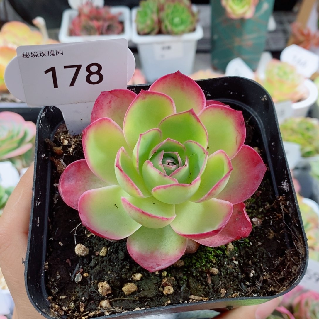 178黄帕单颗。              