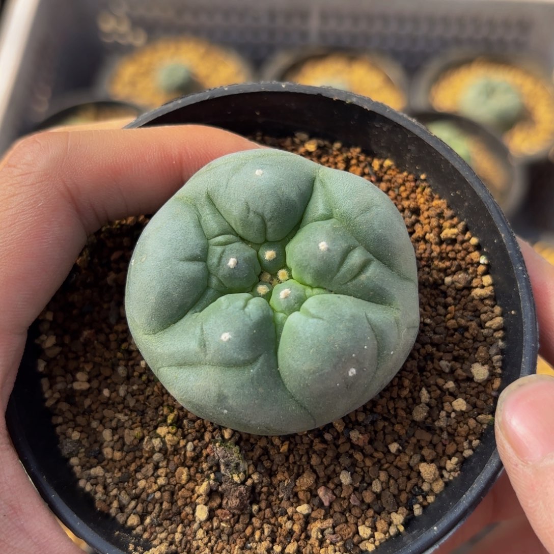 实生古田G g g g g g g