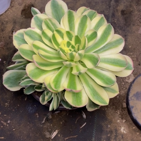 玉姿多肉植物量拍