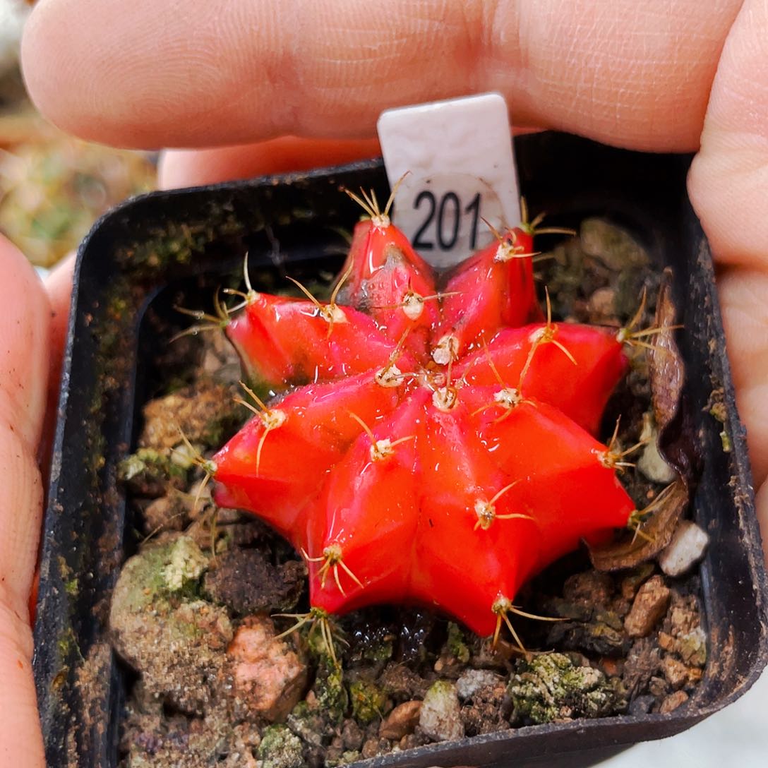 非偏远地区满25包邮仙人球