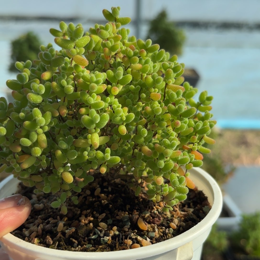 $***L897开播蜜橘糖球福利