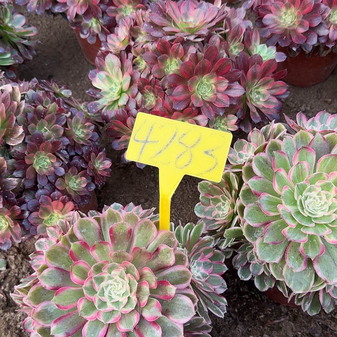 4283--孔雀翎多头