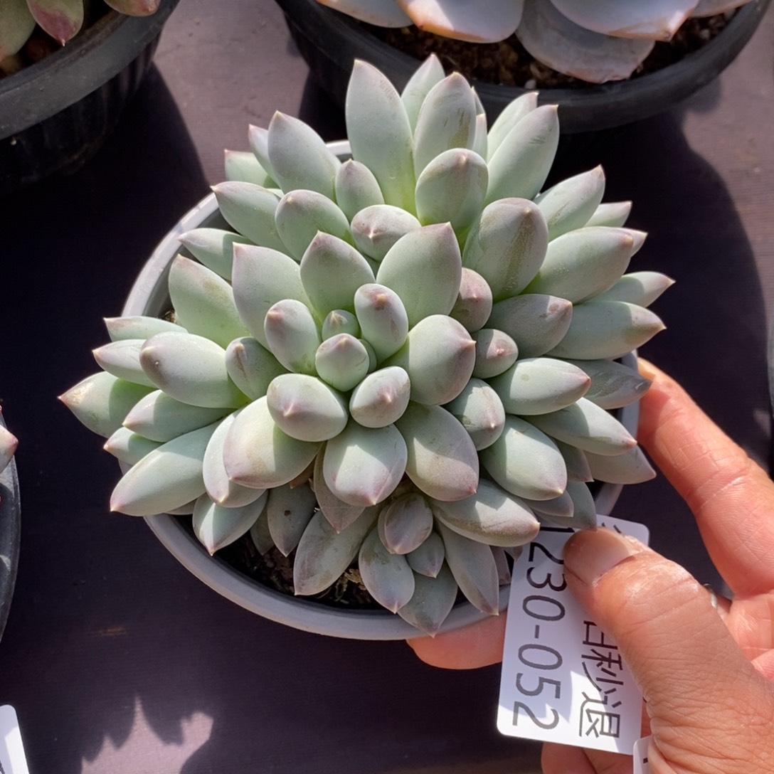 两单包邮1230-52美人