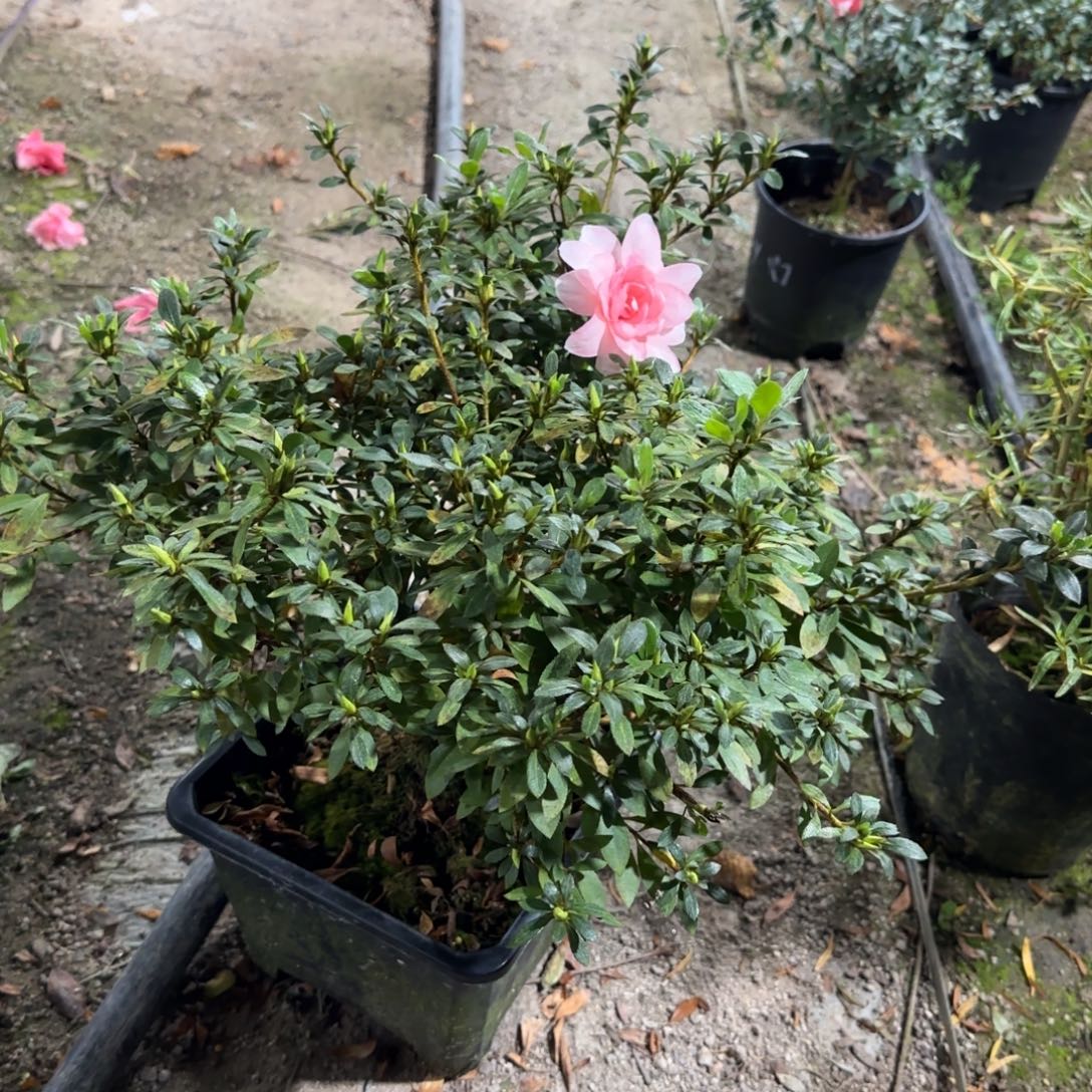 固***固完全开放莹杜鹃花杜鹃